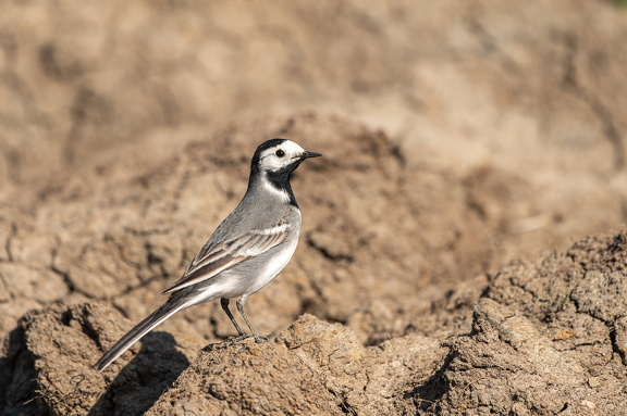Bachstelze - Motacilla alba