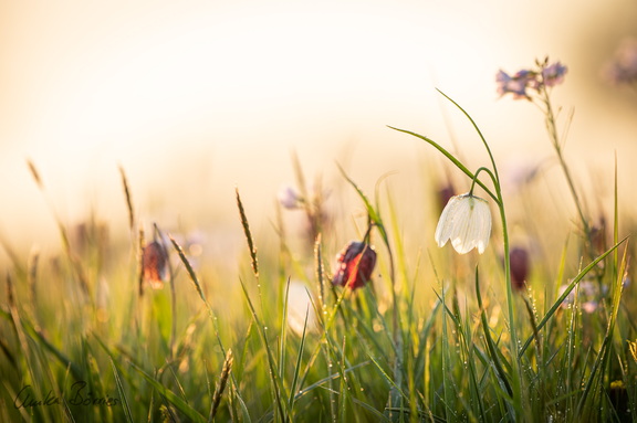 Schwachbrettblumenwiese
