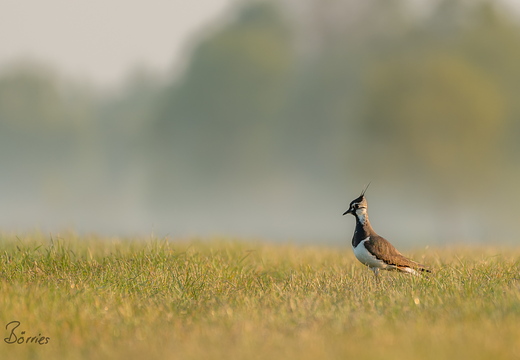 Kiebitz im Morgenlicht