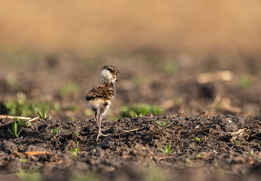 Kiebitz-Küken - Vanellus vanellus