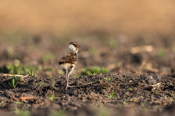 Kiebitz-Küken - Vanellus vanellus