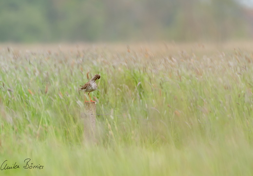 putzender Rotschenkel