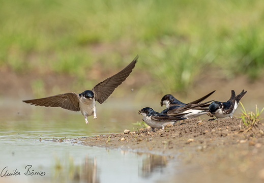 Mehlschwalben (Delichon urbicum) sammeln Baumaterial