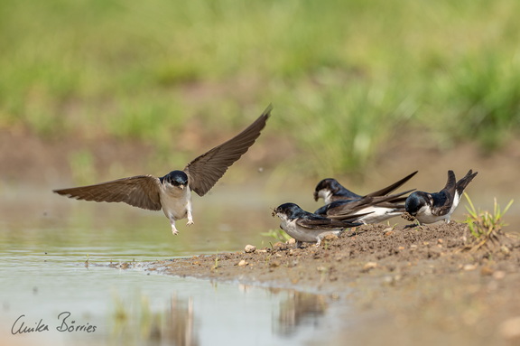 Mehlschwalben (Delichon urbicum) sammeln Baumaterial