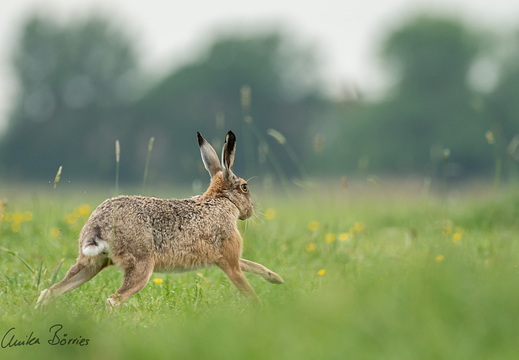Hase