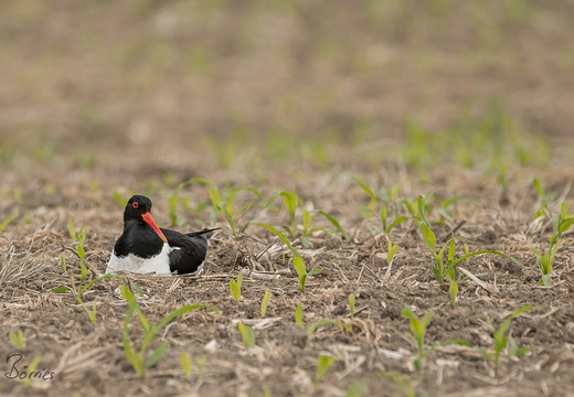 brütender Austernfischer