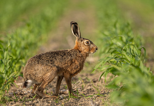 Feld-Hase