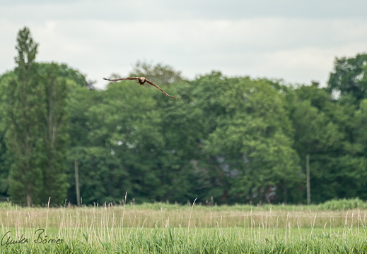 Rohrweihe auf der Jagd