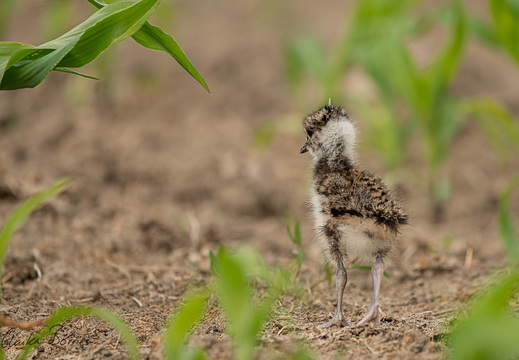 Kiebitz-Küken im Mais