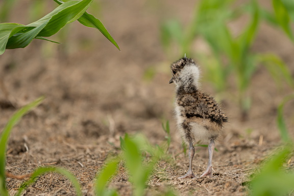 Kiebitz-Küken im Mais