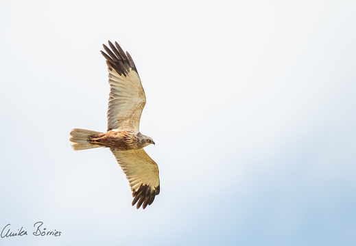 Rohrweihen-Männchen