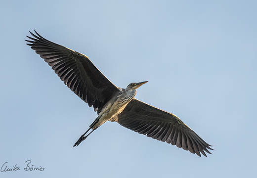Graureiher in der Abendsonne