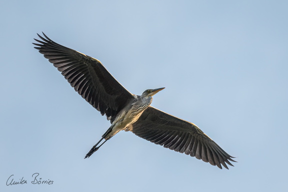 Graureiher in der Abendsonne