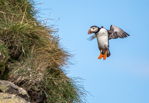 Papageitaucher / Puffin