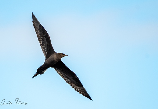 Schmarotzerraubmöwe