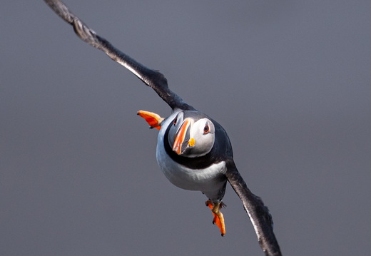 Papageitaucher / Puffin