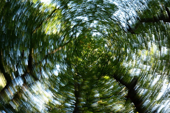 Urwald Baumweg Emsteck