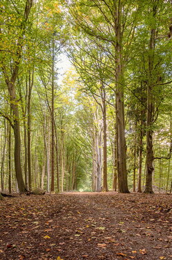Urwald Baumweg Emsteck