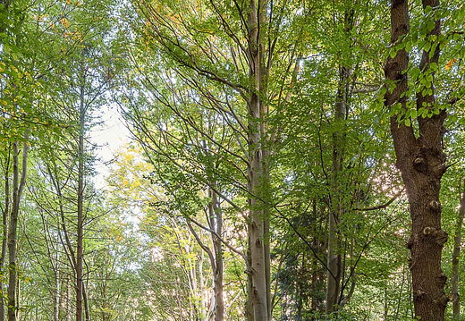 Urwald Baumweg Emsteck