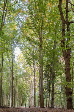 Urwald Baumweg Emsteck