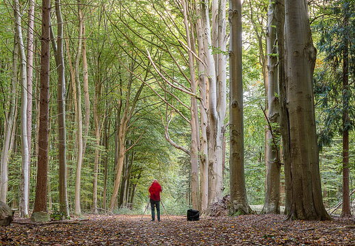 Urwald Baumweg Emsteck