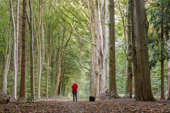 Urwald Baumweg Emsteck