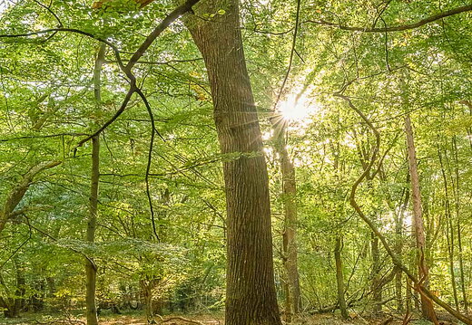 Urwald Baumweg Emsteck