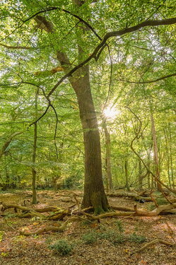 Urwald Baumweg Emsteck