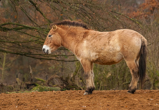 Przewalski Pferd
