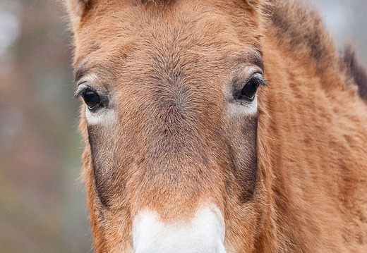 Przewalski Pferd
