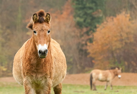 Przewalski Pferd