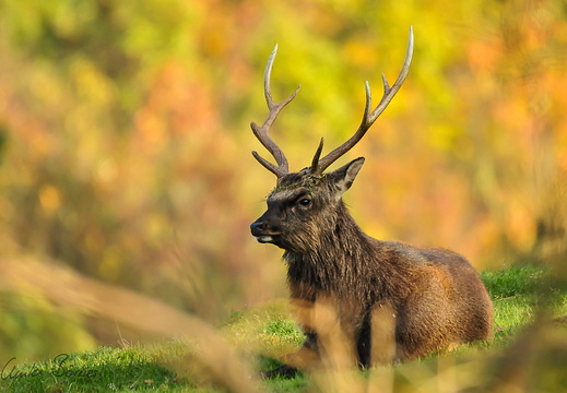 Sikahirsch