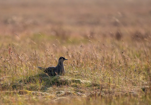 Brütende Schmarotzerraubmöwe