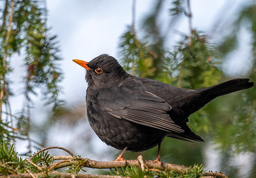 Amsel-Männchen