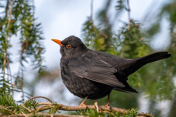 Amsel-Männchen