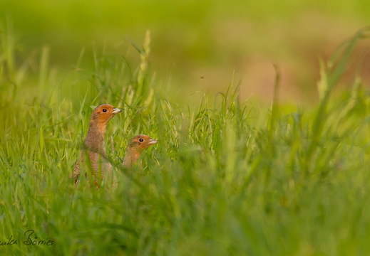 Rebhühner - Perdix perdix