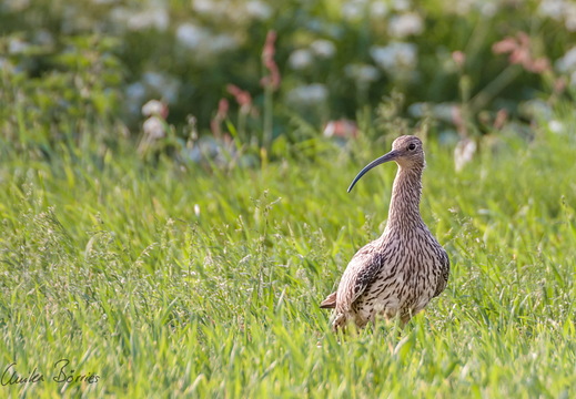 Großer Brachvogel