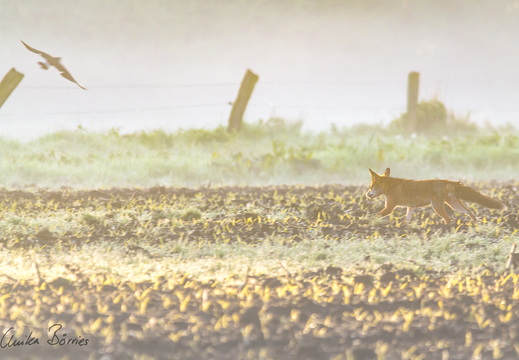 Der Eierdieb (Fuchs - Vulpes vulpes)