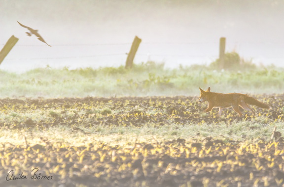 Der Eierdieb (Fuchs - Vulpes vulpes)