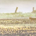 Der Eierdieb (Fuchs - Vulpes vulpes)