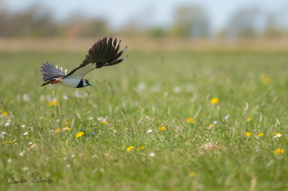 Kiebitz über Blumenwiese