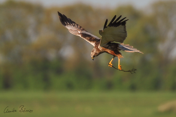 Rohrweihen-Männchen mit Nistmaterial