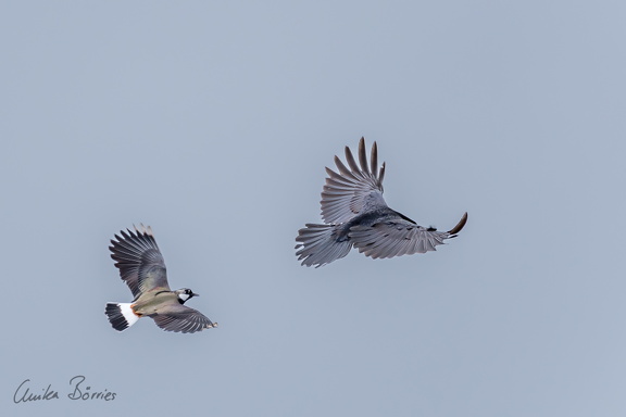 Kiebitz vertreibt Rabenkrähe