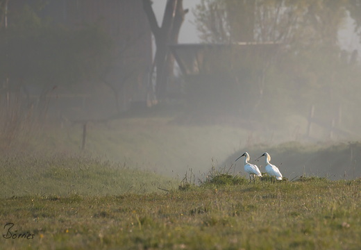 Löffler im Morgennebel