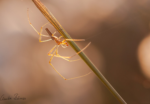 Spinne aus Glas