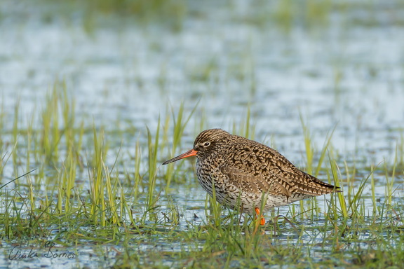 Rotschenkel in Feuchtwiese