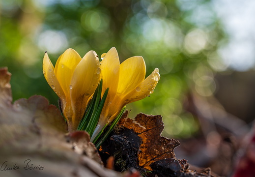 Krokusblüte