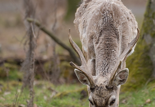 Mesopotanisches Damwild
