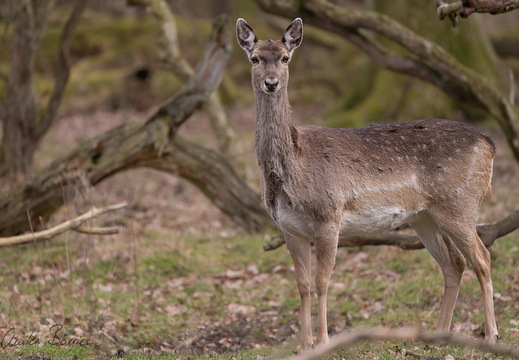Mesopotanisches Damwild