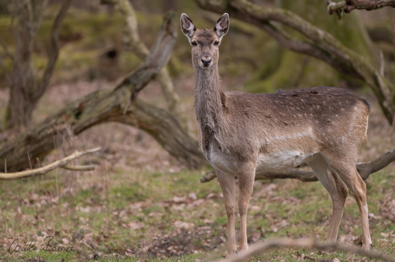Mesopotanisches Damwild